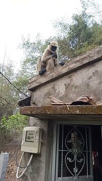 Langoor Viral Videos, Shorts Video, Viral Mankey Short, Animals Video, Funny Animals#Animalsvideo#Wildanimals