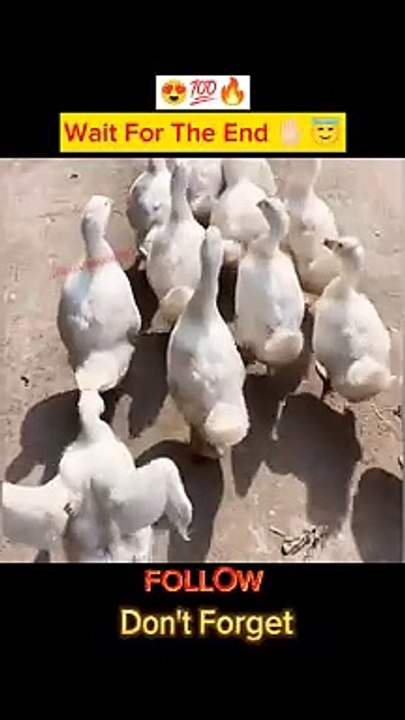 Miss Universe Gang  What a Walking