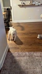 Heartsome Reunion | Toddler and Puppy Share Pure Joy | Heartsome 