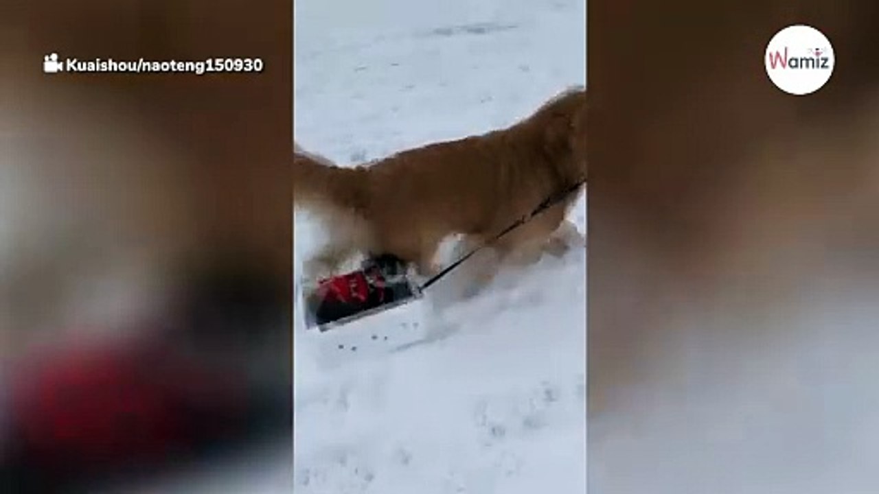 Katze liegt gemütlich in einem Schlitten: Plötzlich kommt ein Golden Retriever und wagt es tatsächlich