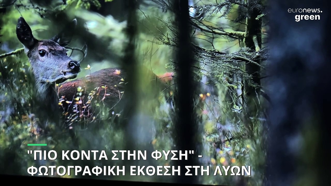 «Πιο κοντά στην φύση»: Φωτογραφική έκθεση του Βίνσεντ Μενιέρ στο μουσείο της Λυών