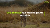 Ces animaux qui étaient géants autrefois