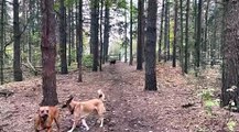 Horse kicks tree, farts on dogs, refuses to elaborate further then runs away