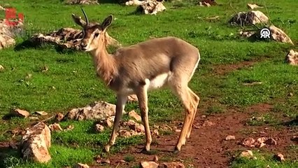 'Özel sahada' çalışmalar sonuç verdi: Keçi sütüyle beslenen dağ ceylanlarının sayısı arttı