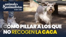 El sistema infalible de más de 80 ayuntamientos para pillar a los que no recogen las cacas del perro