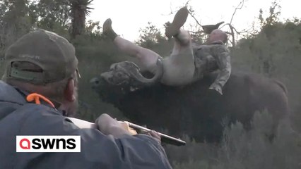 Büffel wirft Mann in die Luft und durchsticht sein Bein