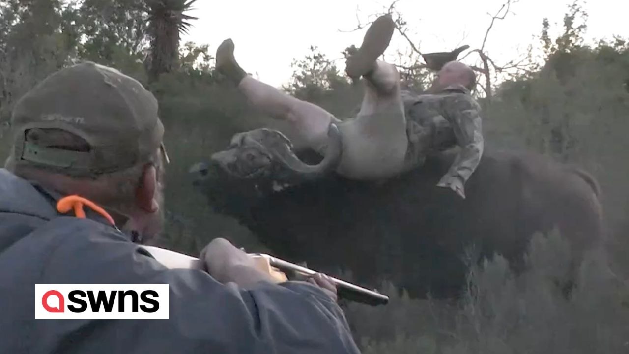 Büffel wirft Mann in die Luft und durchsticht sein Bein