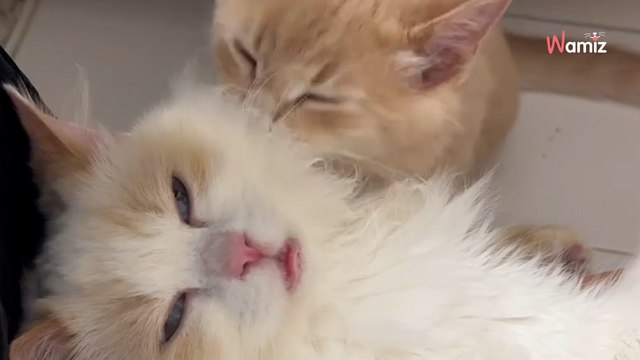 Ils n'ont connu que la maltraitance : deux chatons se découvrent une passion dans leur nouveau foyer (vidéo)