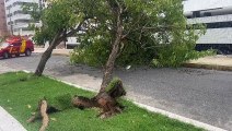 Ventania derruba árvores e causa transtornos em ruas de Maceió