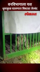 चंद्रपूरमध्ये आदमखोर बिबट्या, चार दिवस पिंजरे लावून ठेवली पाळत