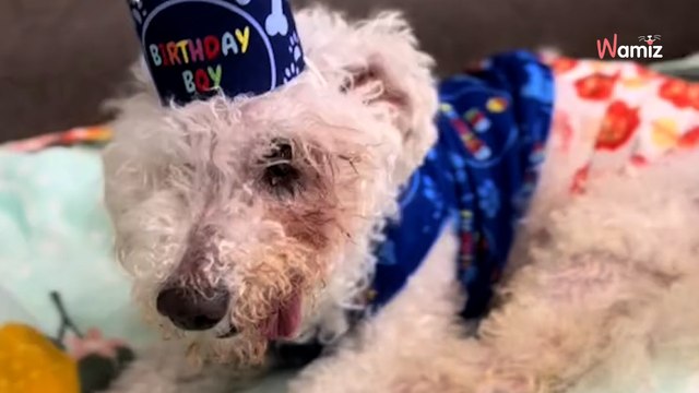 Ils organisent l'anniversaire du toutou au refuge : 190K internautes refusent de croire son âge (vidéo)