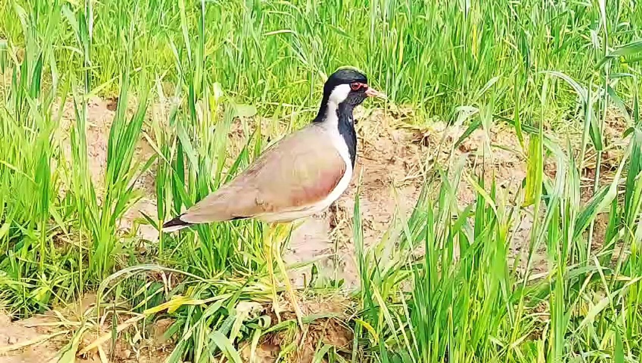 Titahari bird amazing video | tithari | titodi | टिटहरी की आवाज़