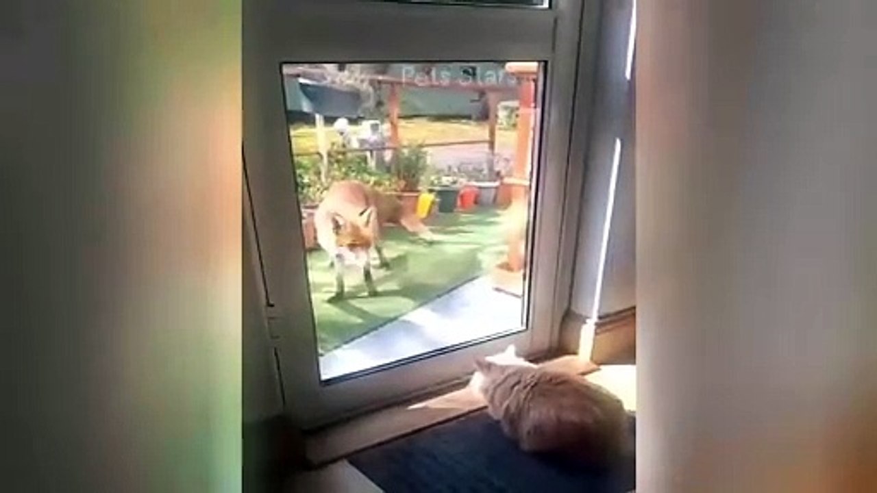 Best Funny Cats and Dogs Videos  Part 16