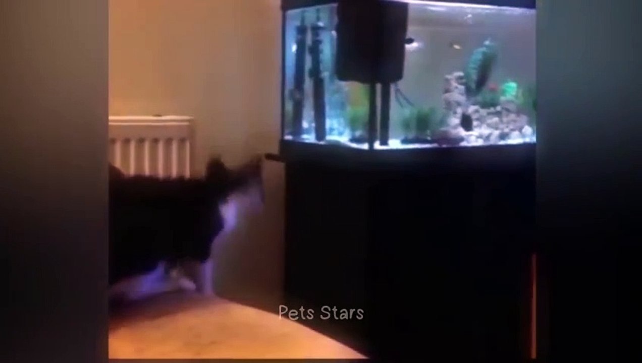Best Funny Cats and Dogs Videos  Part 17