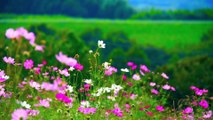[MÚSICA CLÁSICA] Tchaikovsky: Waltz of the Flowers (Vals de las Flores) - Un Himno a la Naturaleza