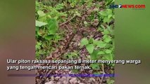 Detik-Detik Ular Piton Raksasa Serang Warga saat Cari Pakan Ternak di Buton