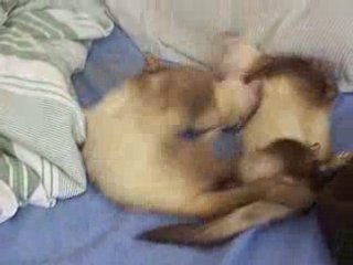 2 min de jeu de furet