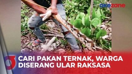 Ngeri, Ular Piton Raksasa Sepanjang 8 Meter Serang Warga saat Cari Pakan Ternak di Buton
