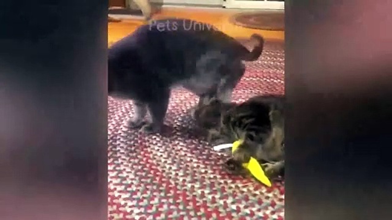 Funniest Cat Compilation Part 22