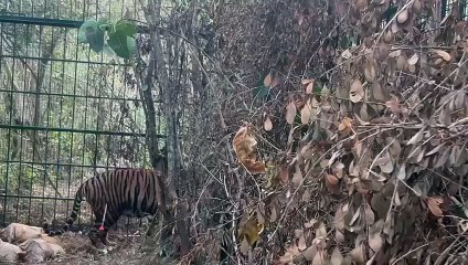 बाघ पकड़ भेजा भद्रा टाइगर रिजर्व