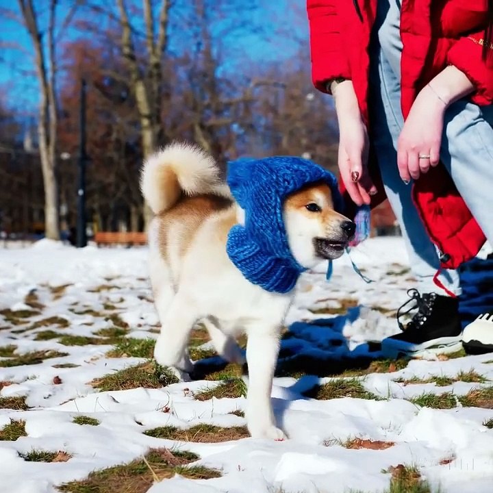 Perro generado con Sora