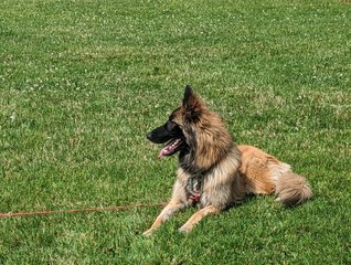 Dog needed leg amputating after being hit by its owner with a broom