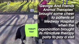 Miniature Therapy Pony Spreads Hospital Cheer