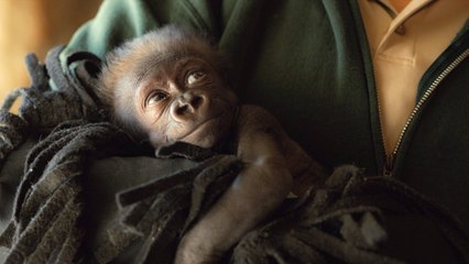 Doctors Successfully Perform Emergency C-Section on Endangered Species