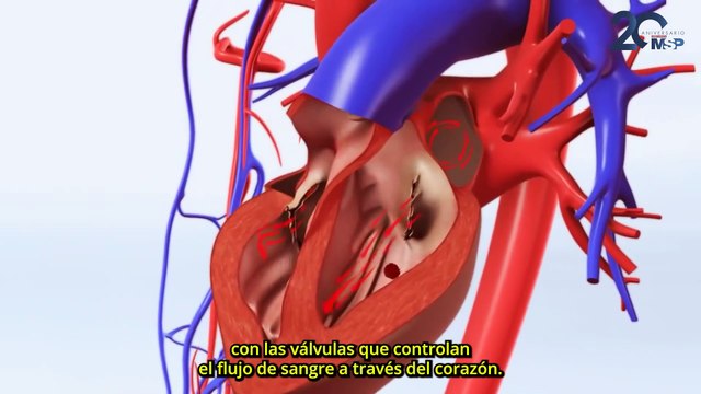 3 tipos de defectos cardíacos congénitos: ¿Cómo funcionan?