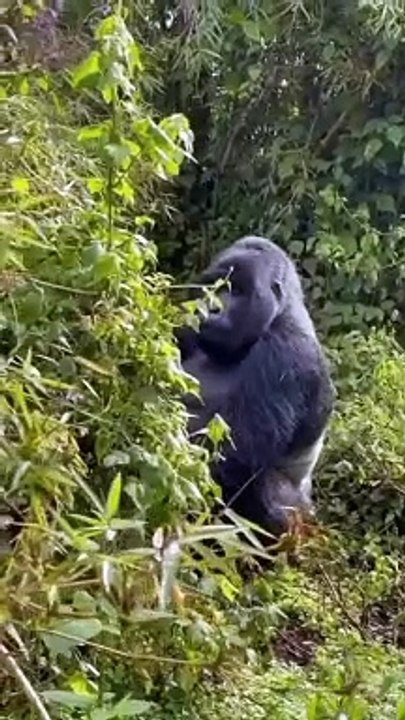 monkey_funy