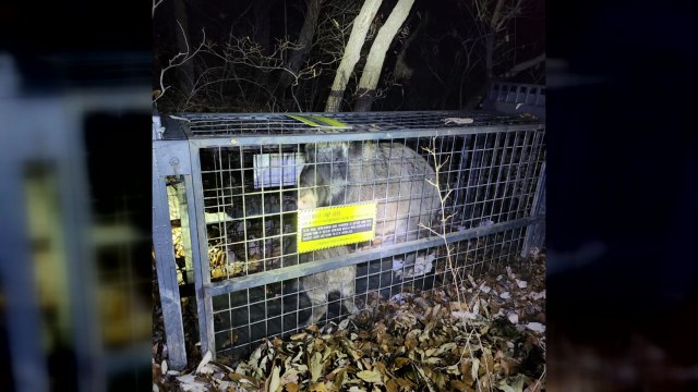 서울 도봉구 북한산 인근 멧돼지 출몰...6마리 사살 / YTN