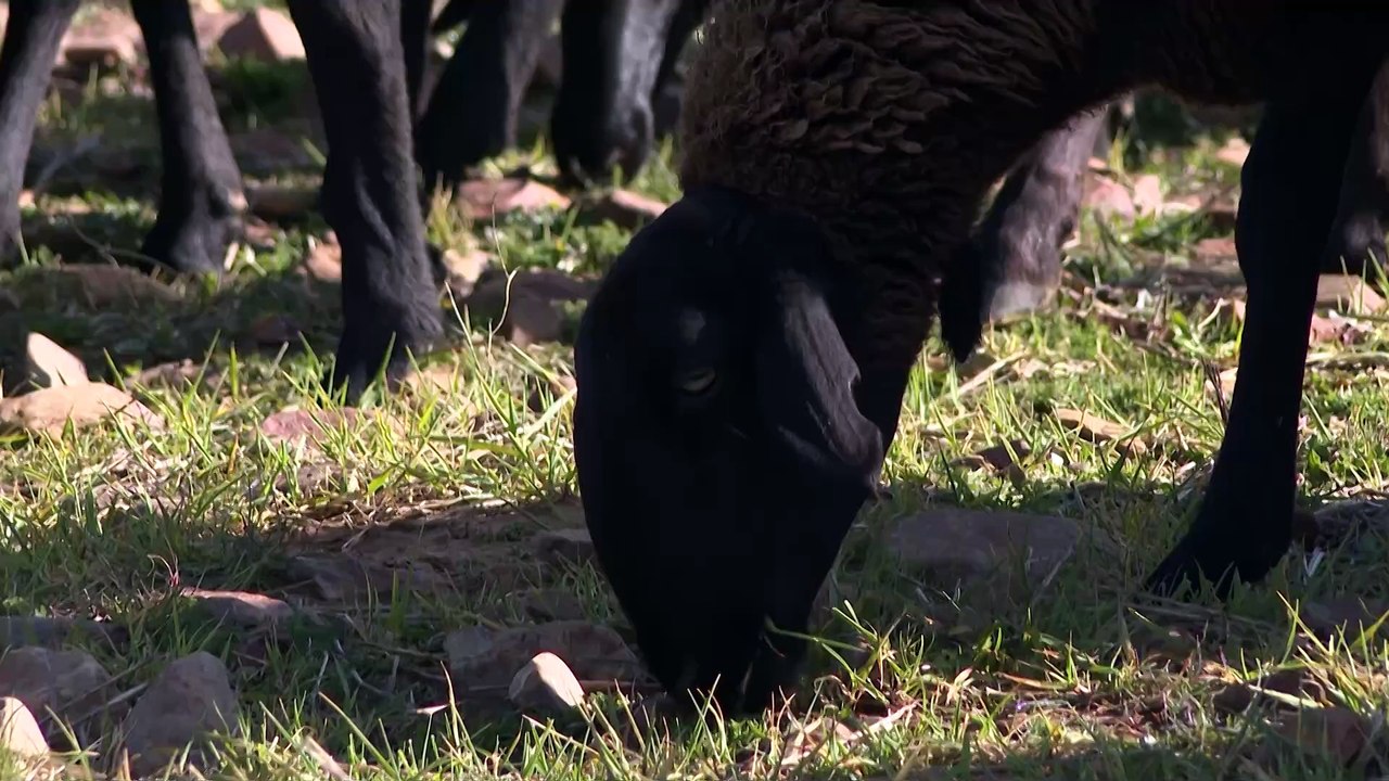 Dehesa Ardales recupera desde Los Yébenes la raza oveja manchega negra