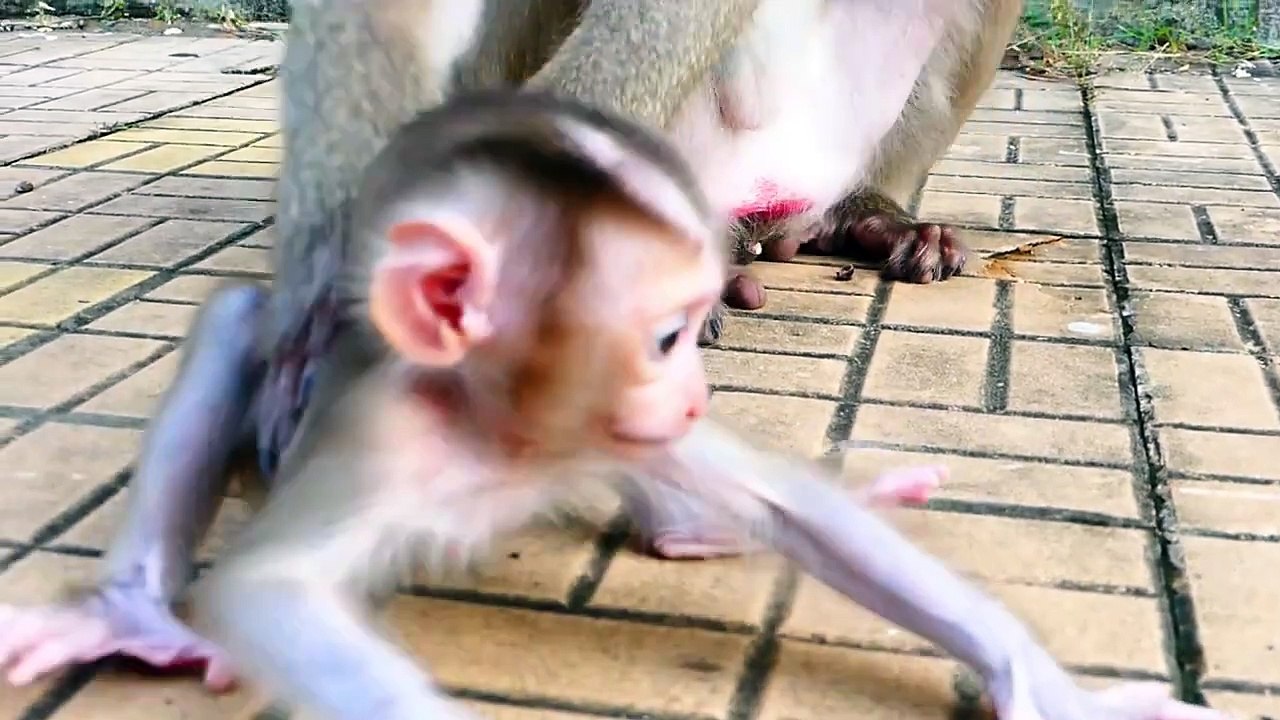 Smallest monkey try several times to kidnap baby Money, Moly mom rapidly to arrest him on time (720p_25fps_H264-192kbit_AAC)