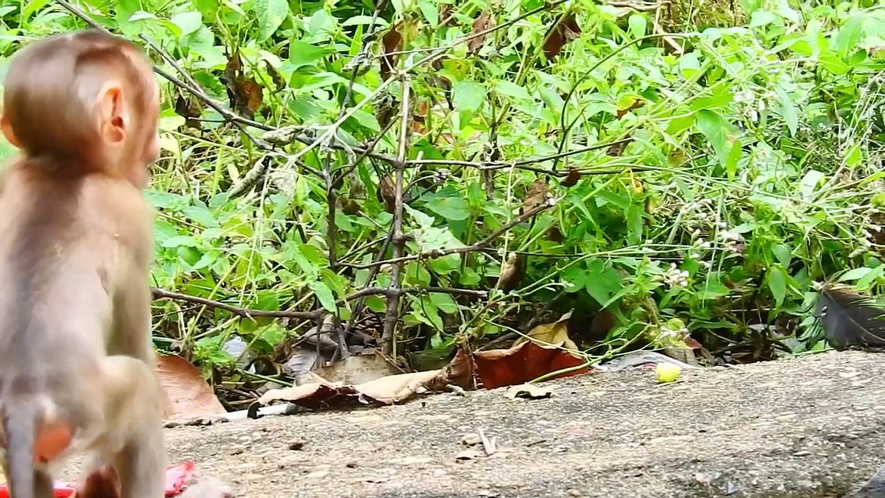 Smart Tiny SARO  Can Walking 2 Legs Look So Lovely (720p_25fps_H264-192kbit_AAC)