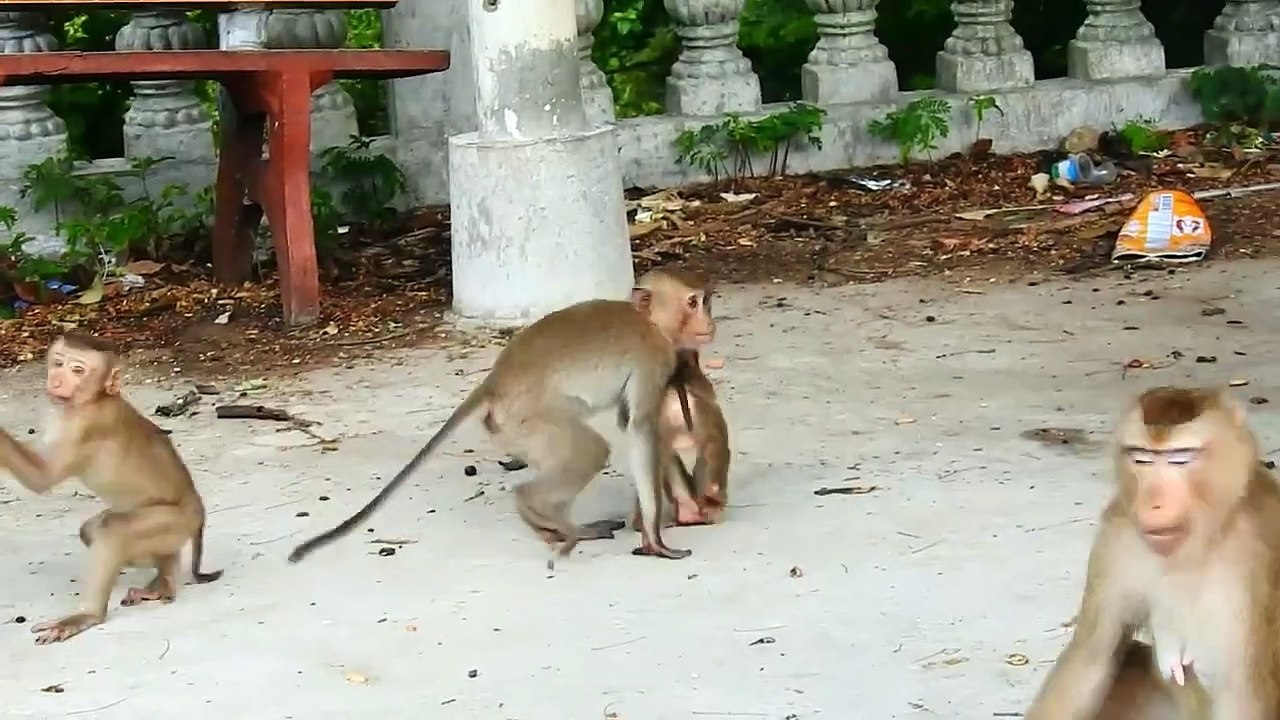 So Pities Poor SARO Baby, Fear From Longtail Mother, Cries Loudly (720p_25fps_H264-192kbit_AAC)