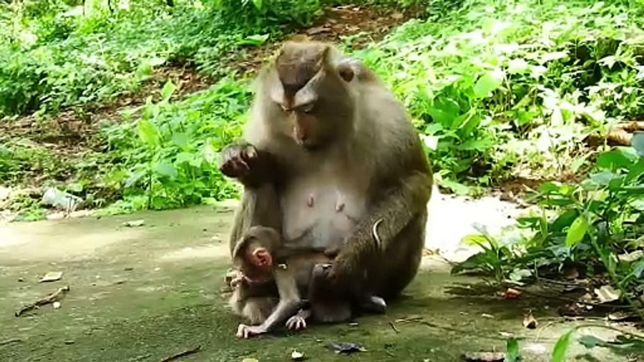 So Pitiful Weakness Baby PEDRO Tries To Walk Itself Till Fall The Ground, Mom Help Up (720p_25fps_H264-192kbit_AAC)