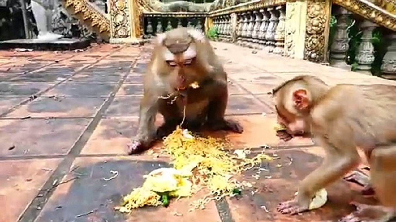 Special ceremony!, Religious people donate delicious foods poor monkeys, Rozy family are very happy (720p_25fps_H264-192kbit_AAC)