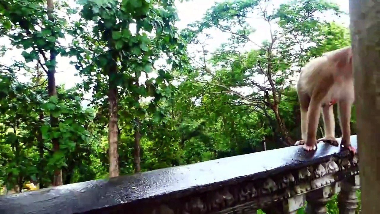 Special giving foods to poor monkey Moly, kind human donate foods for monkeys (720p_25fps_H264-192kbit_AAC)