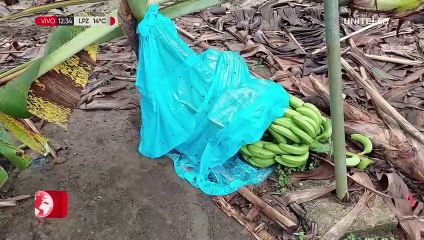 下载视频: Bananeros del Trópico en emergencia por bloqueos e inundaciones que afectan a su producción