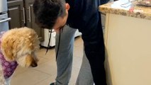 Le chien âgé boude sa gamelle : son astuce pour le convaincre fait hurler de rire 1,5M de personnes (vidéo)