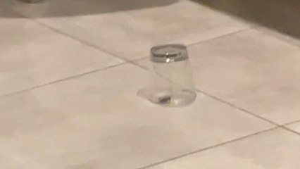 Locked Out: Woman embarks on an unlikely adventure with a glass-captured cockroach companion