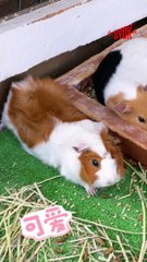 【SYOK最FUN】神户六甲山牧场：与可爱动物亲密接触的必访景点🐑