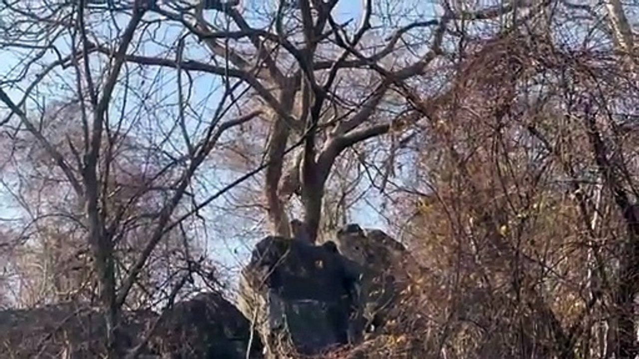 Tourists go crazy after seeing leopard and hyena fighting in Sariska forest...watch video
