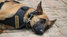 Ucra, la perrita del Ejército que fue asesinada en medio de combates con disidencias en Cauca
