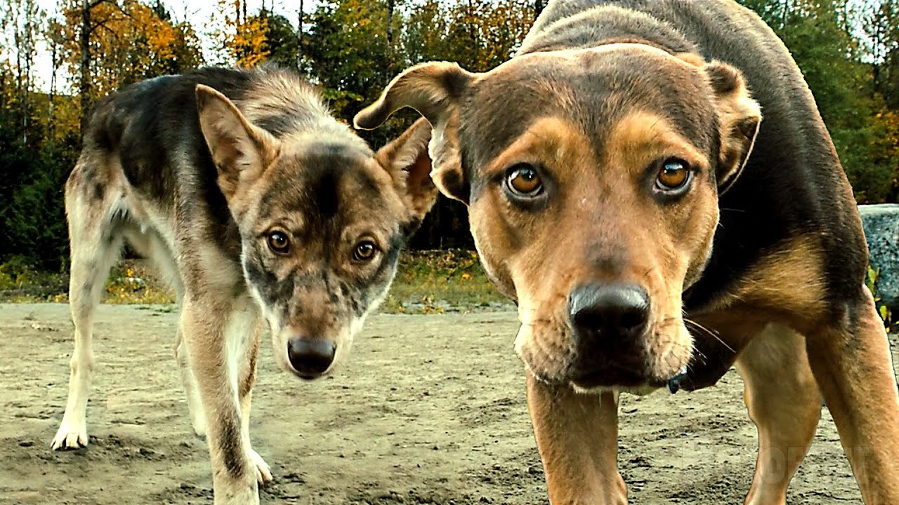 Bella et Gros Chaton se font attaquer par des coyotes | L'Incroyable aventure de Bella | Extrait VF
