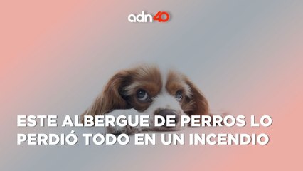 Etse albergue de perros se quedó sin nada después de un incendio en Baja California