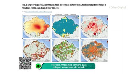 Floresta Amazônica caminha para colapso irreversível, diz estudo