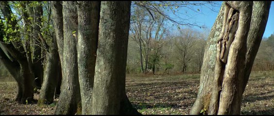 Savage Lands | movie | 2024 | Official Trailer