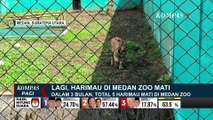 5 Harimau Mati dalam 3 Bulan Terakhir, Bobby Sebut Medan Zoo Gagal Kembangbiakan Harimau