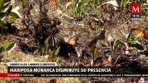 Disminuye la presencia de la mariposa Monarca en santuarios de México por el cambio climático